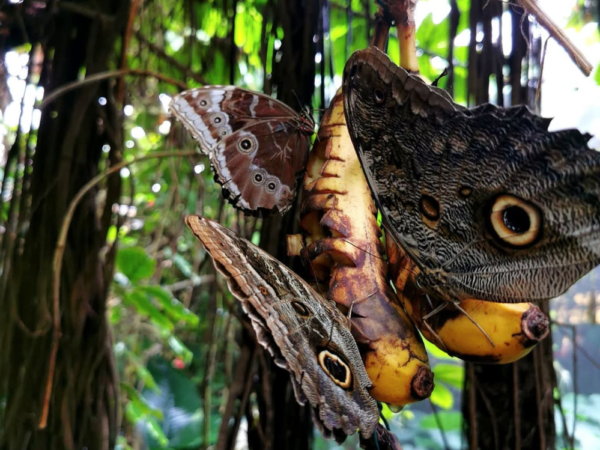 Banana Butterflies