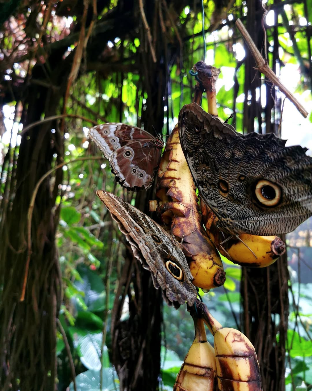 Banana Butterflies